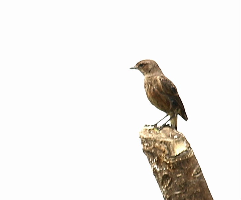 Pied Bushchat - ML620735347