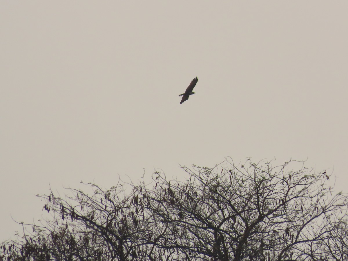 Brahminy Kite - ML620735348