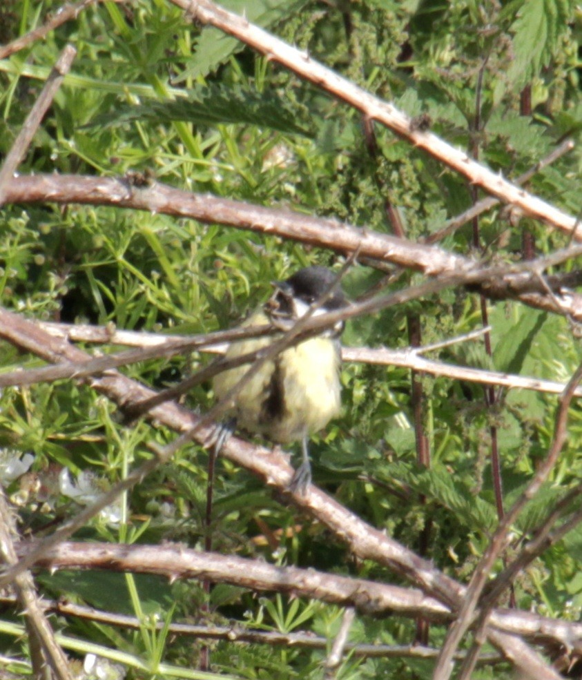 Great Tit (Great) - ML620735350