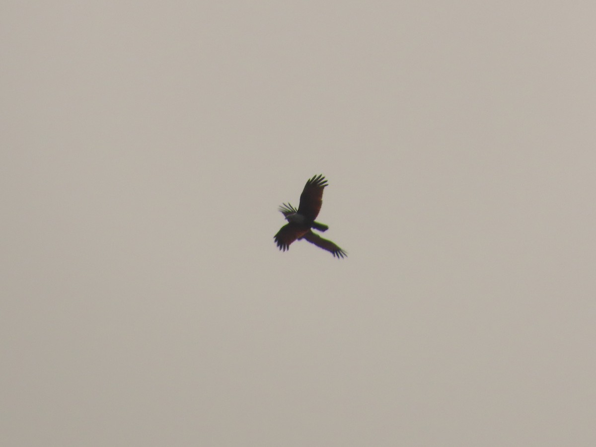 Brahminy Kite - ML620735351