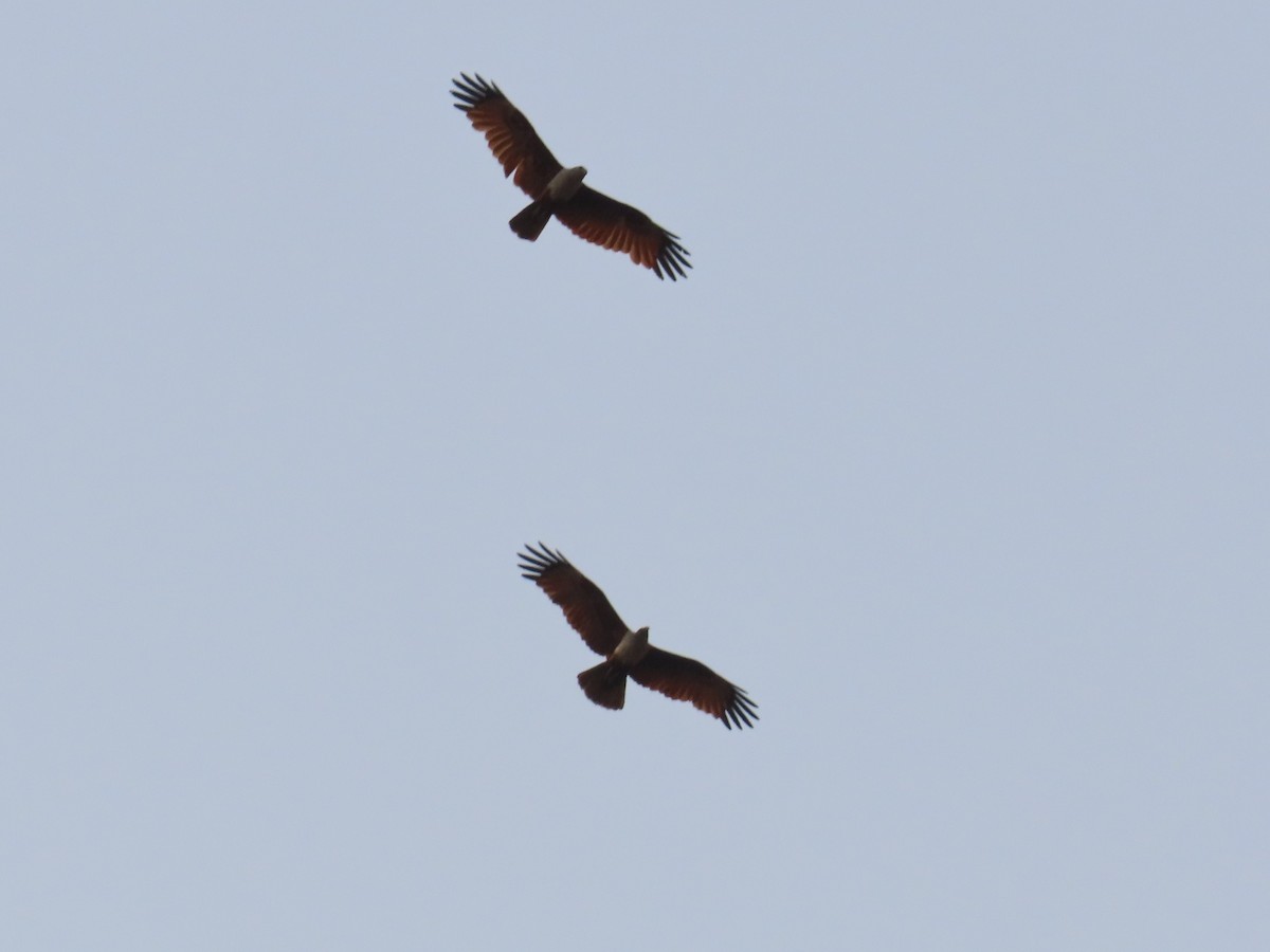 Brahminy Kite - ML620735357