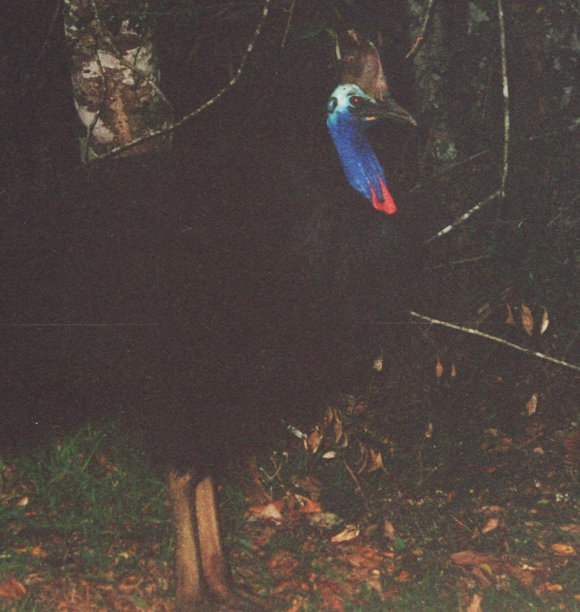 Southern Cassowary - ML620735358