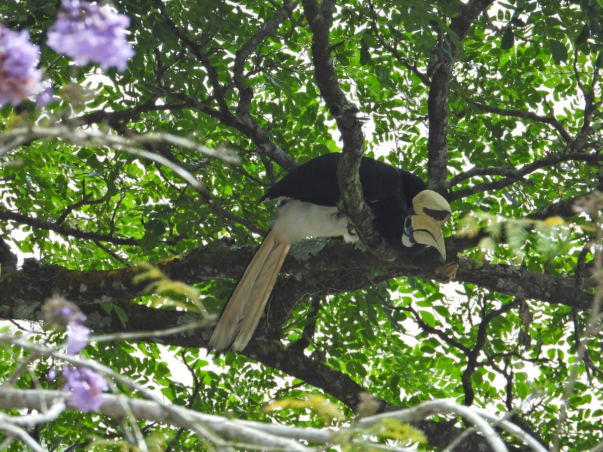 Oriental Pied-Hornbill - ML620735364