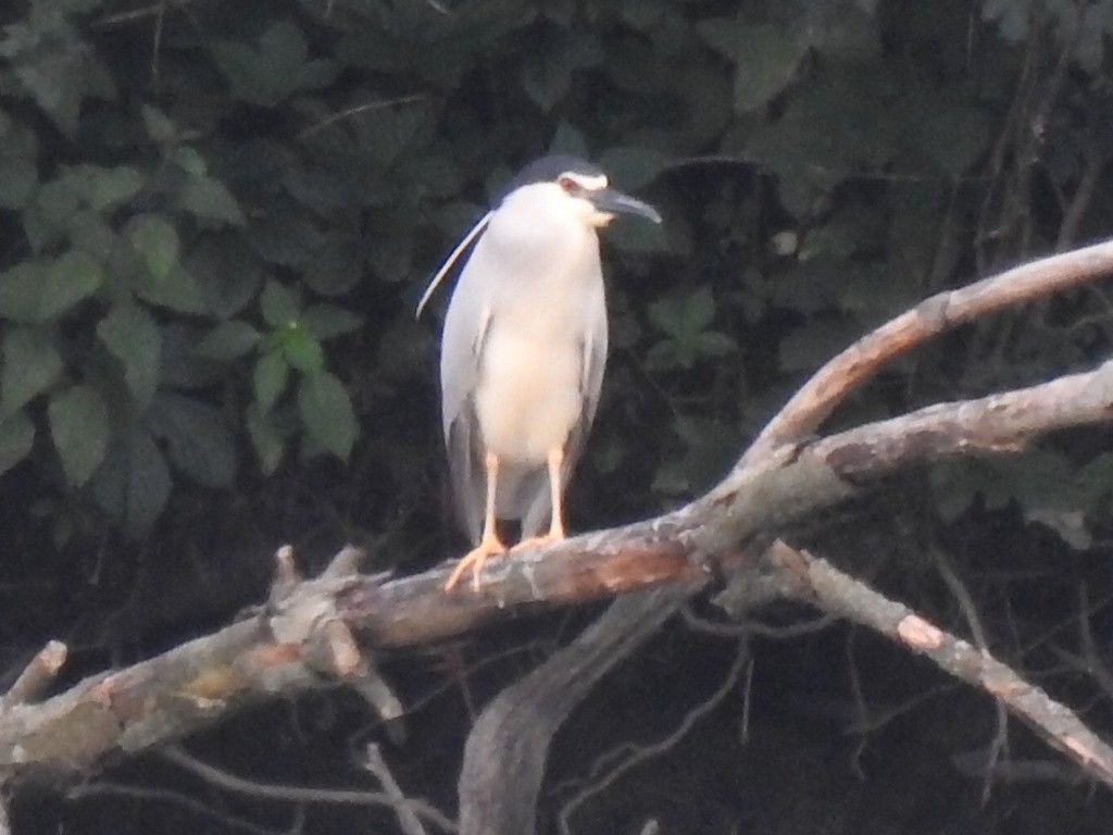 Black-crowned Night Heron - Cos van Wermeskerken