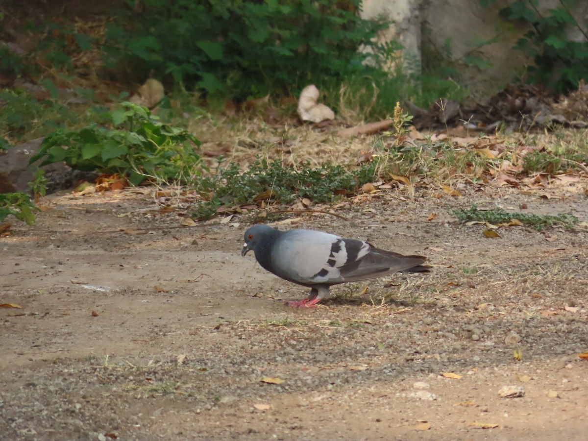 Rock Pigeon (Feral Pigeon) - ML620735366