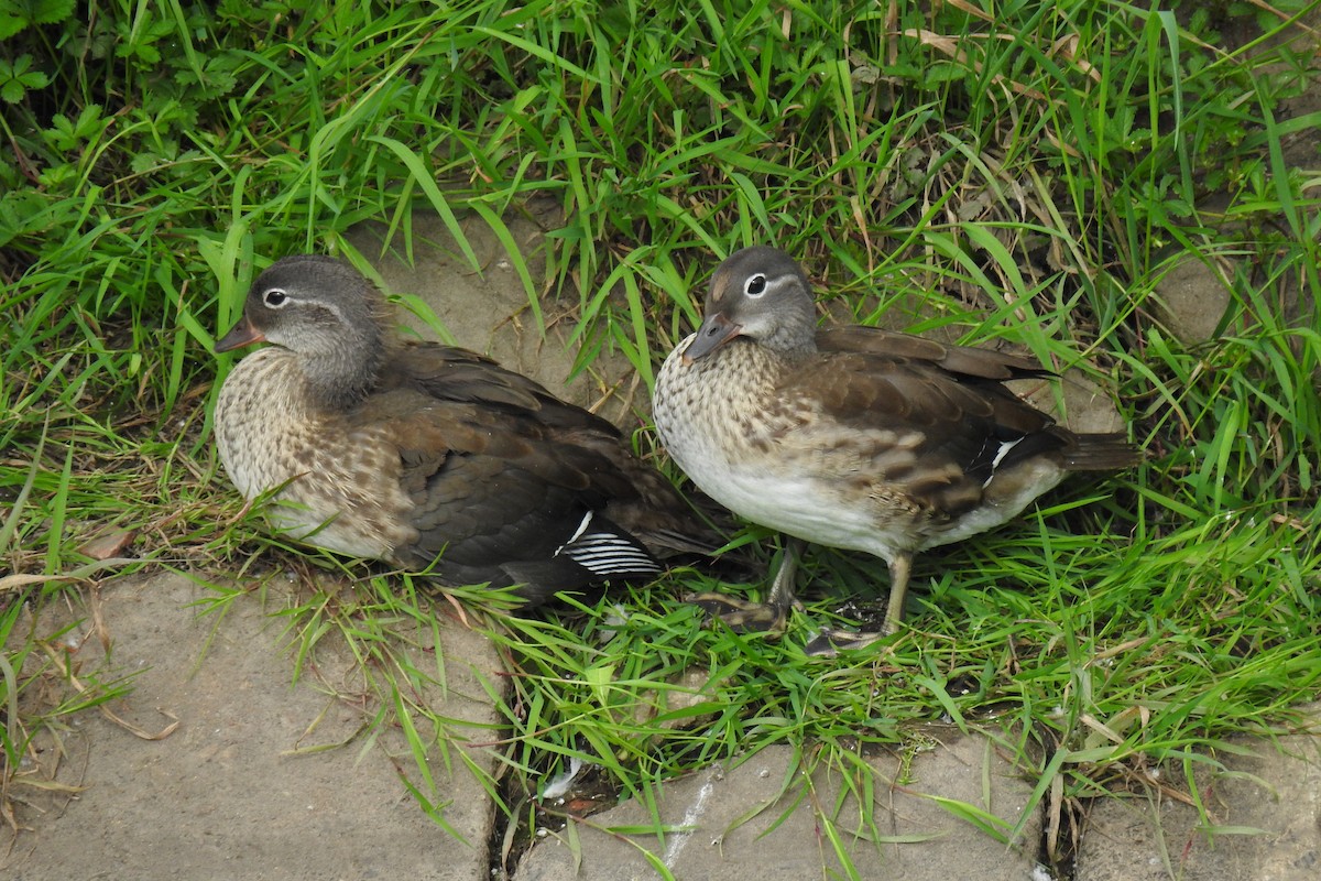 Mandarin Duck - ML620735367