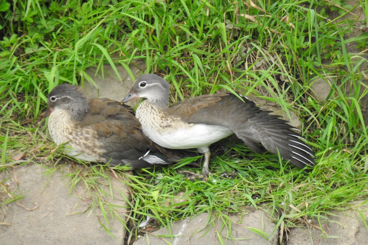 Mandarin Duck - ML620735369