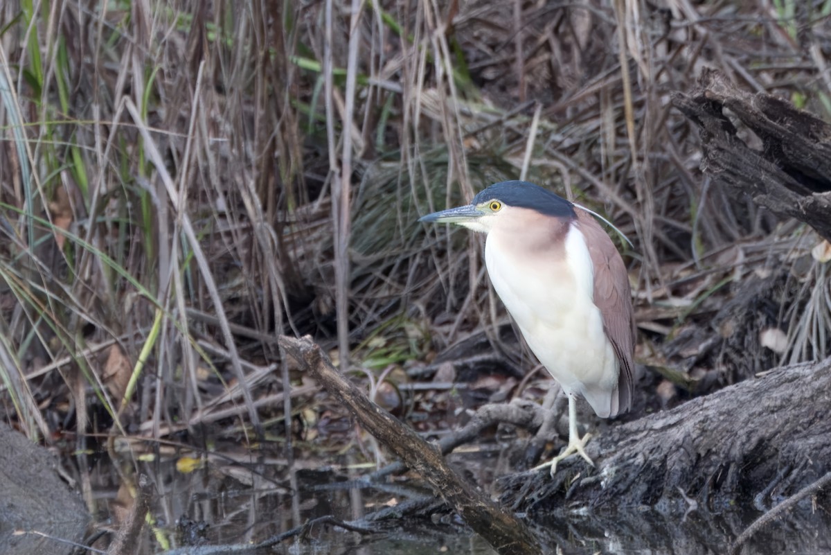 ハシブトゴイ - ML620735372