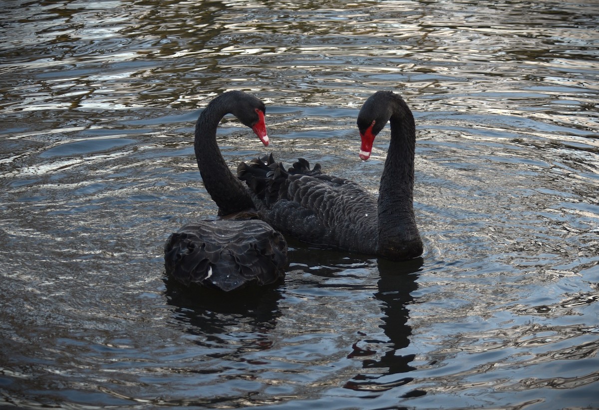 Black Swan - ML620735374