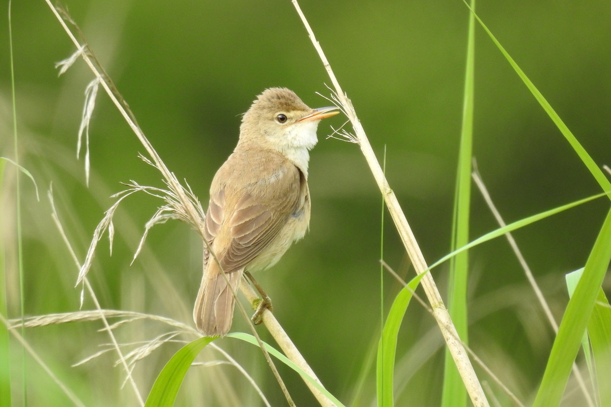 Common Reed Warbler - ML620735375