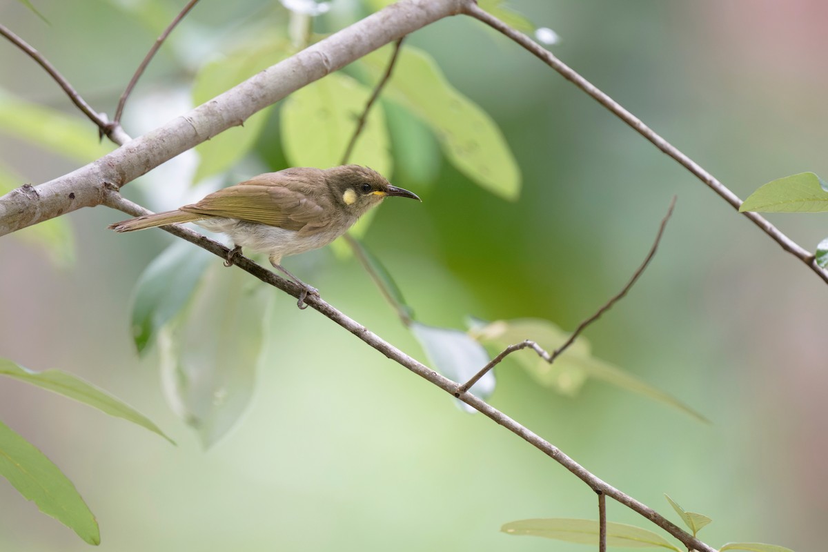 Graceful Honeyeater - ML620735376