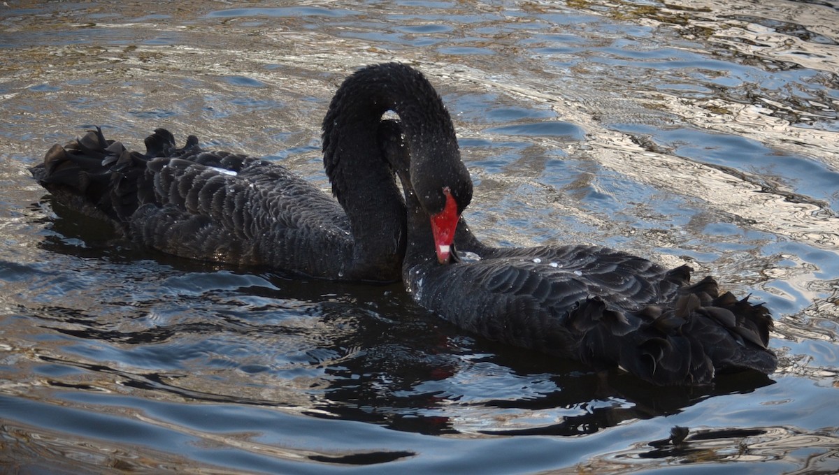 Black Swan - ML620735377