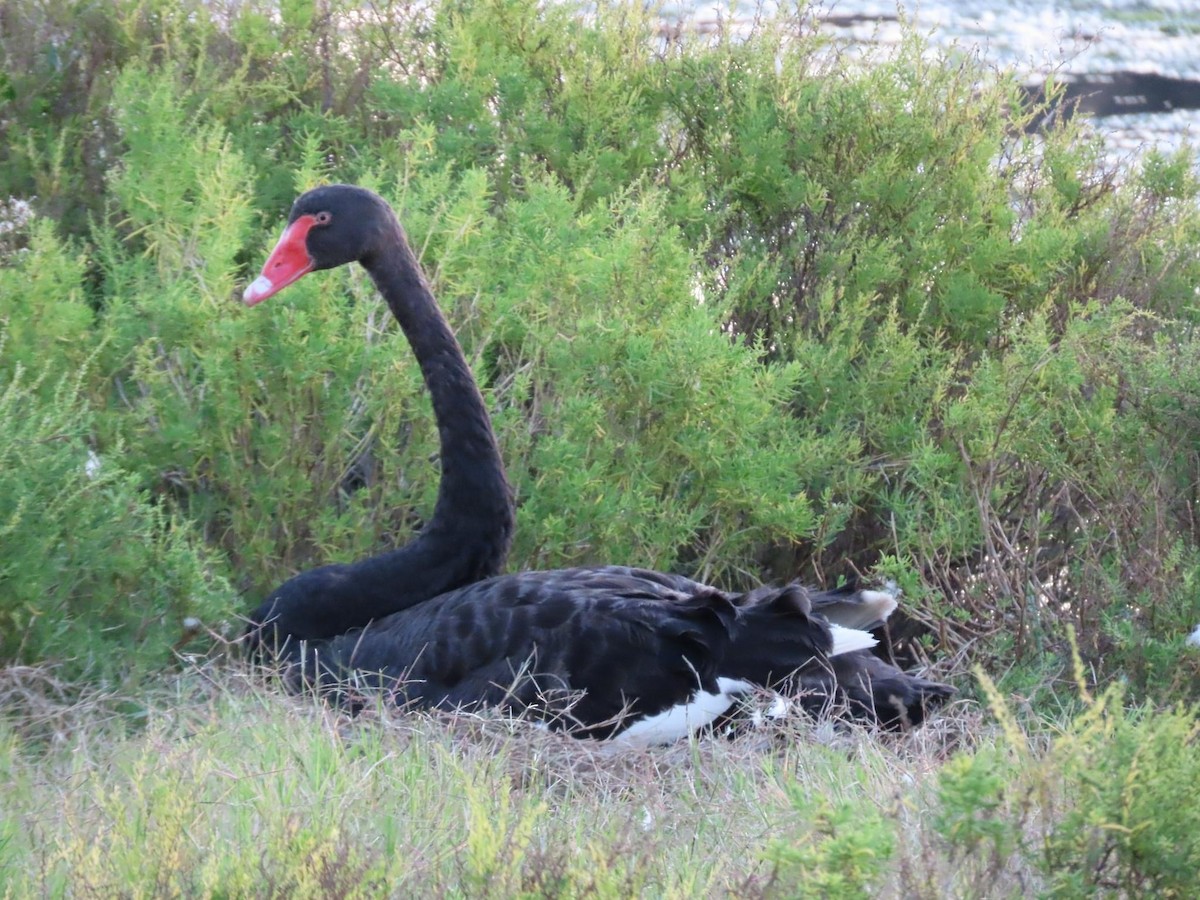 Black Swan - ML620735378