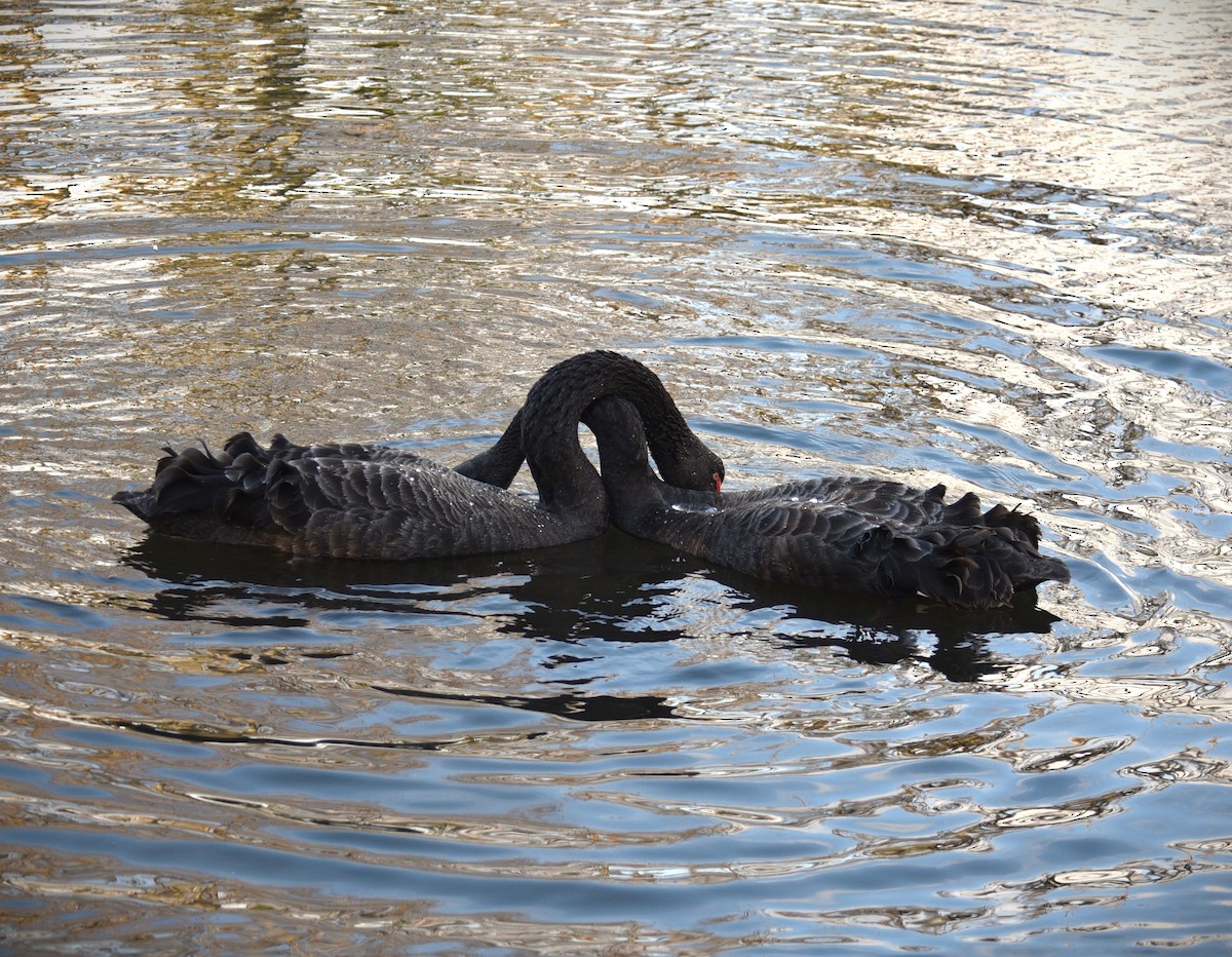 Black Swan - ML620735379