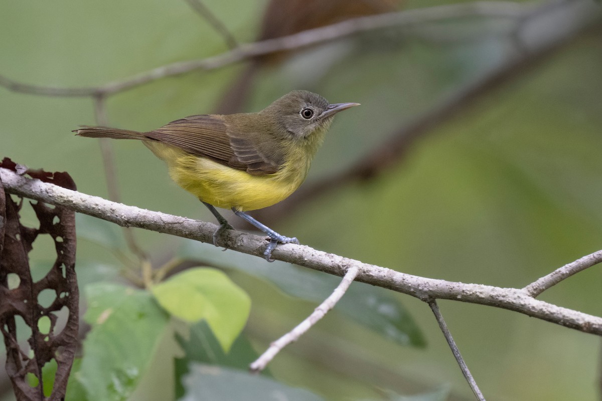 Green-backed Honeyeater - Heyn de Kock