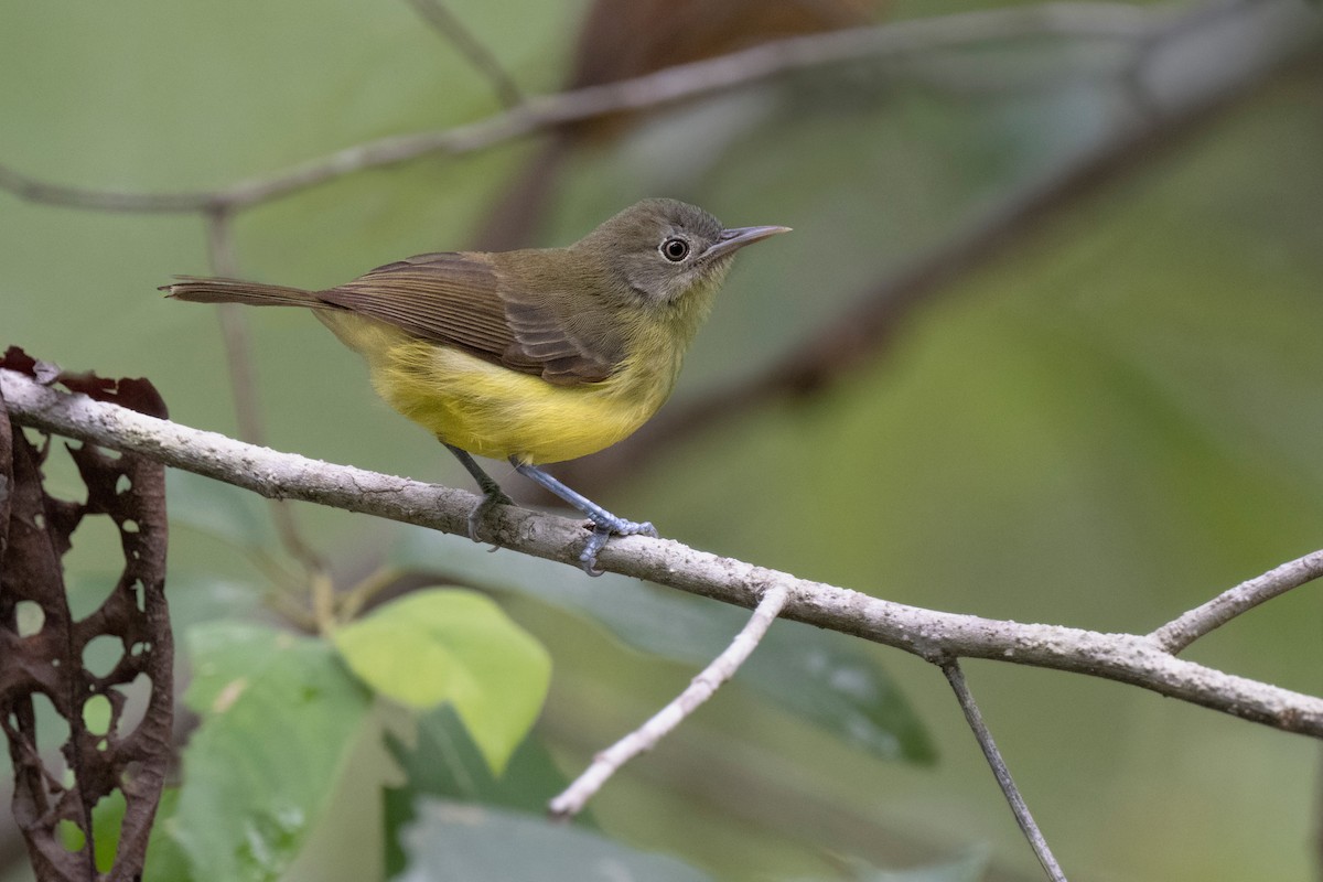 Green-backed Honeyeater - ML620735380