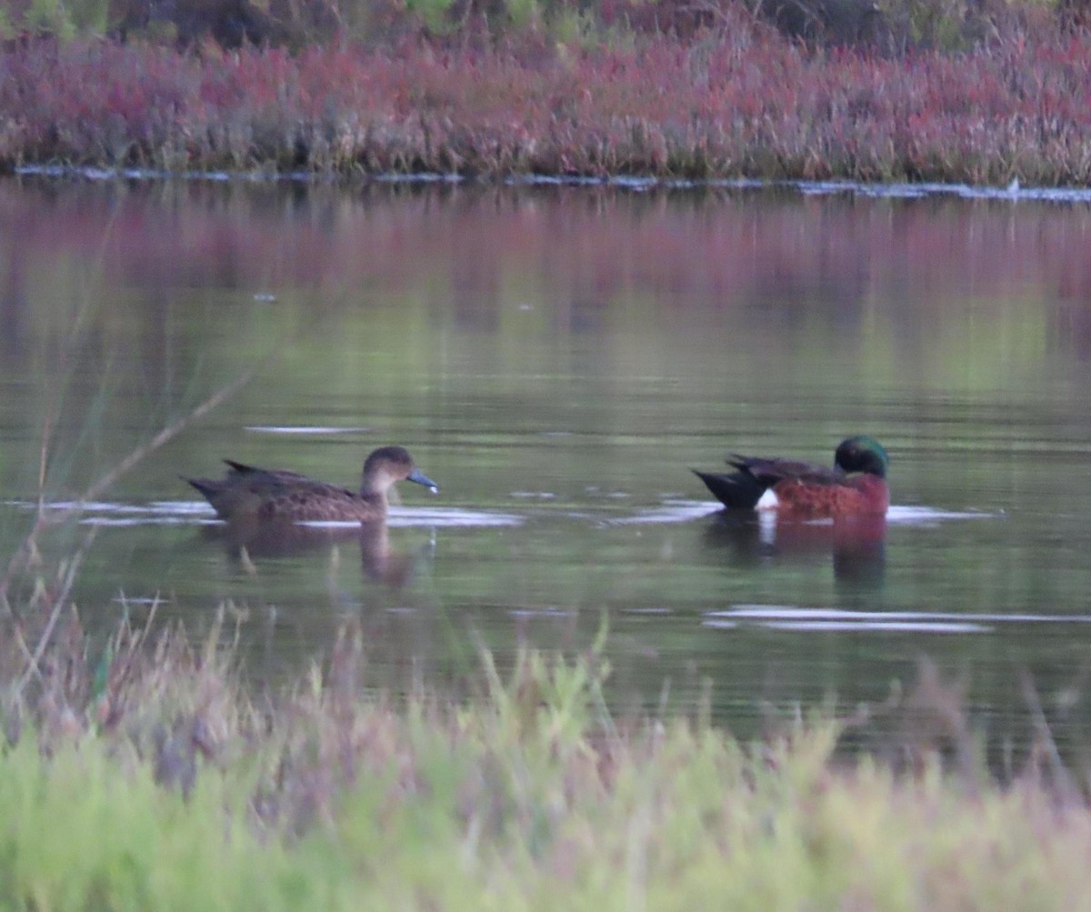 Chestnut Teal - ML620735381