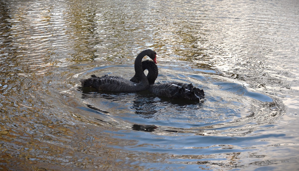 Black Swan - ML620735383