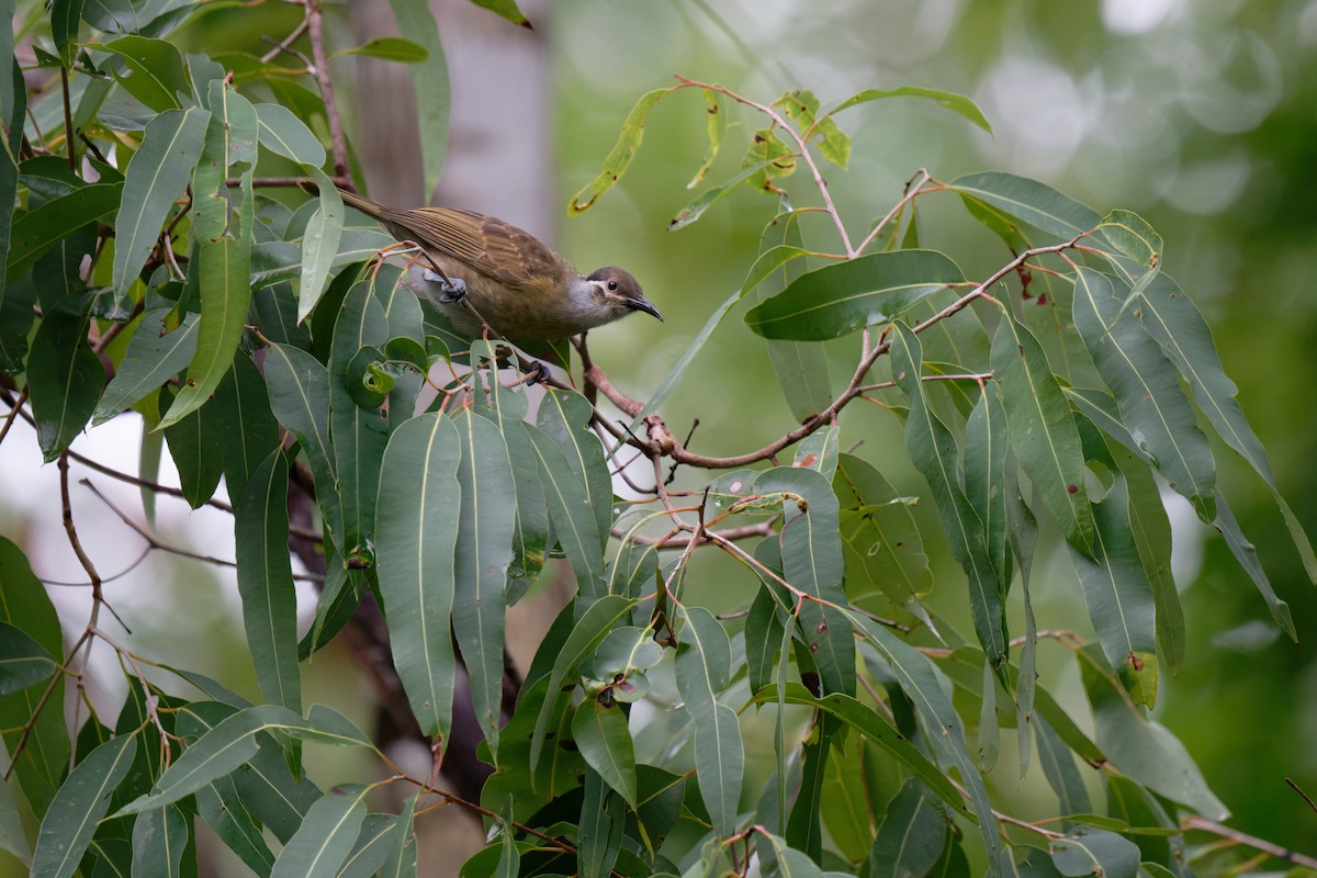 Tawny-breasted Honeyeater - ML620735384