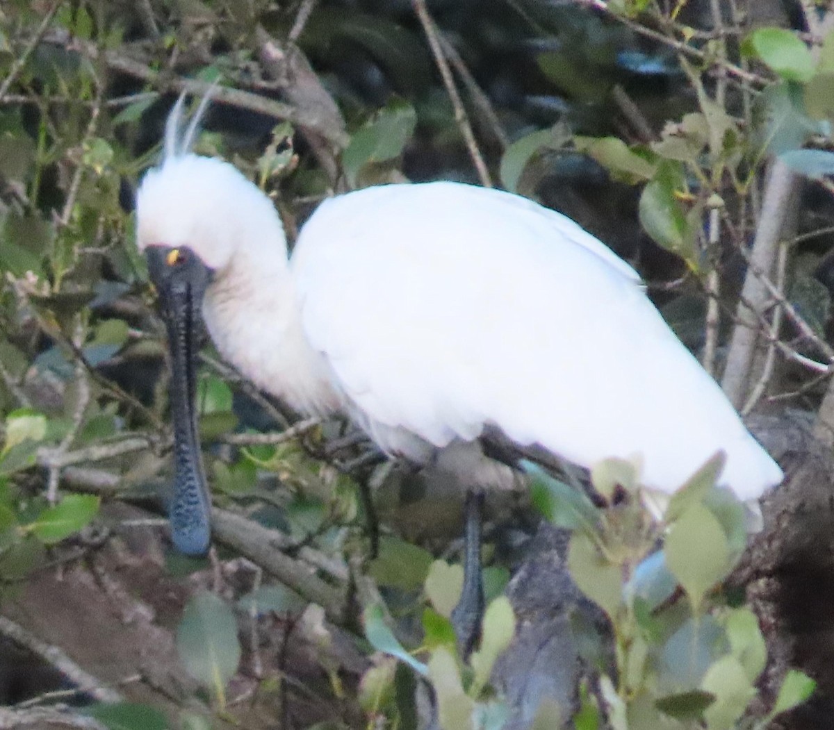 Royal Spoonbill - ML620735386