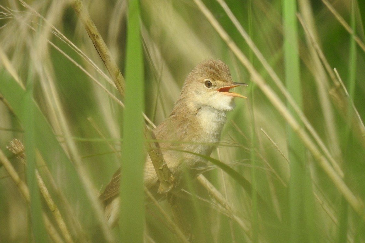 Common Reed Warbler - ML620735387