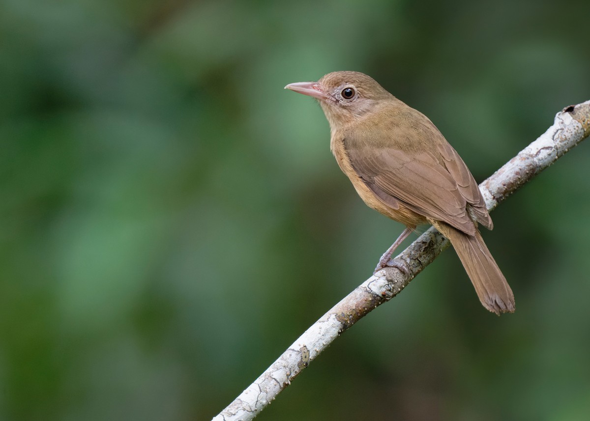 Rufous Shrikethrush - ML620735388