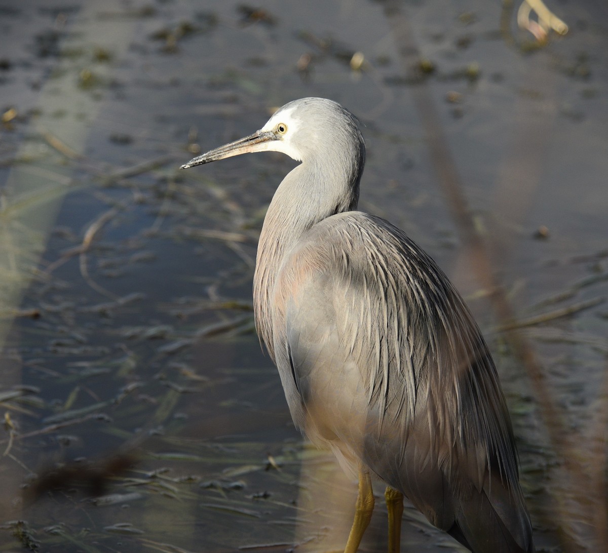 White-faced Heron - ML620735391