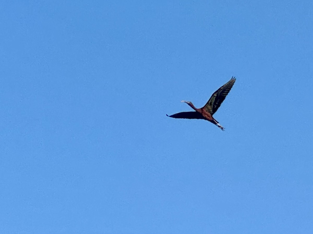 Glossy Ibis - ML620735393