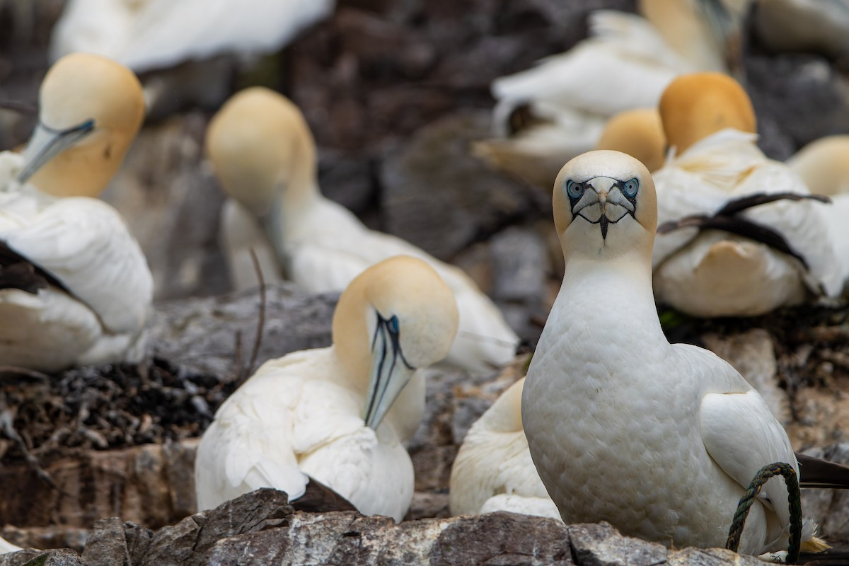 Northern Gannet - ML620735394