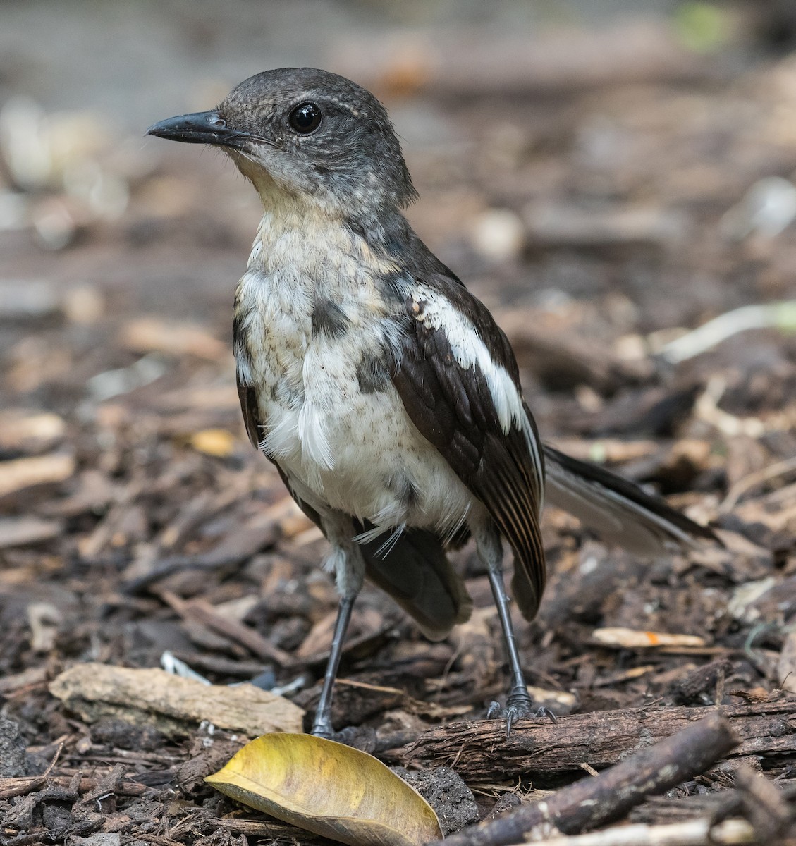 Oriental Magpie-Robin - John le Rond