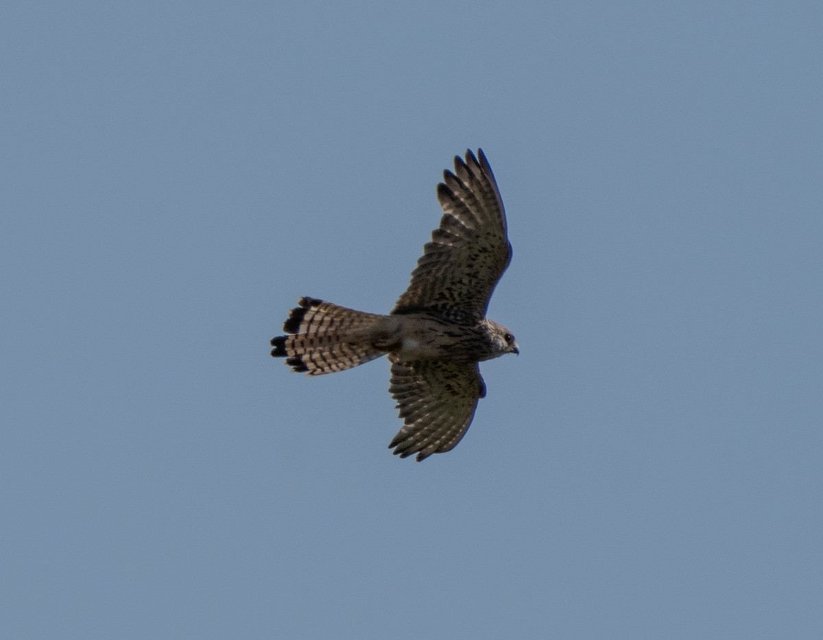 Eurasian Goshawk - ML620735396