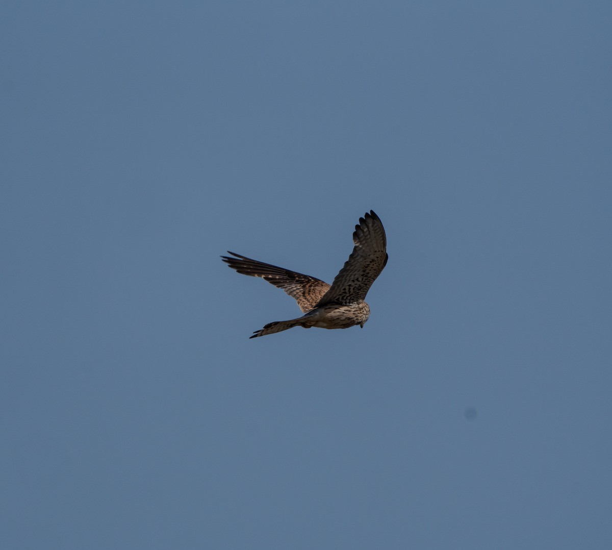 Eurasian Goshawk - ML620735398