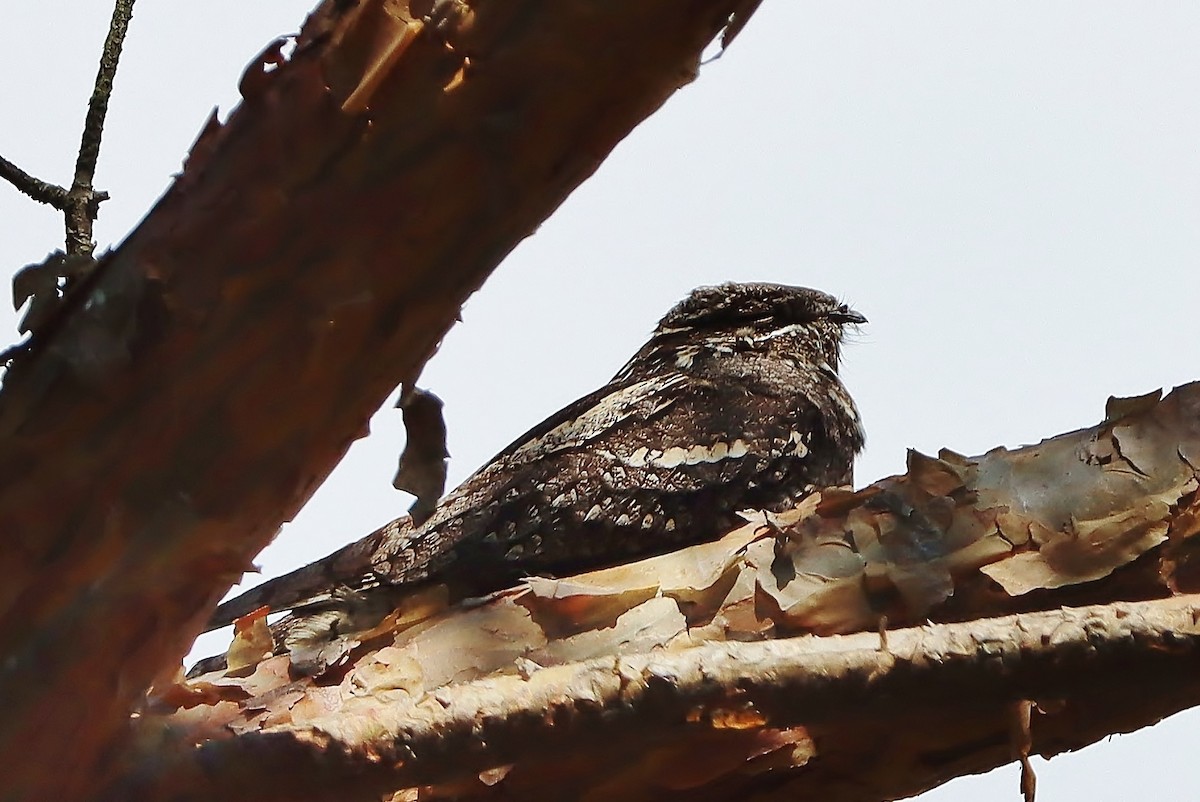 Eurasian Nightjar - ML620735399