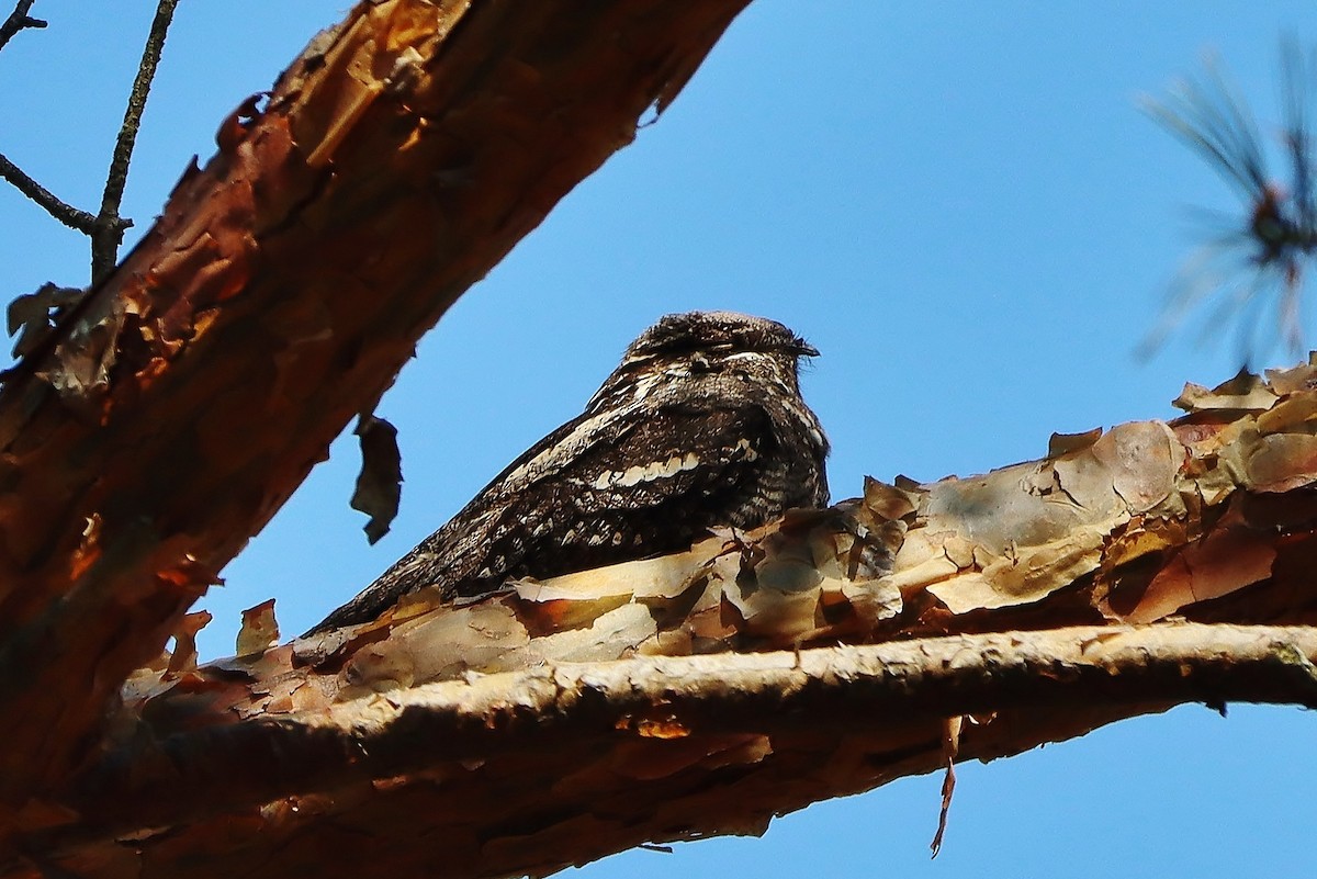 Eurasian Nightjar - ML620735400