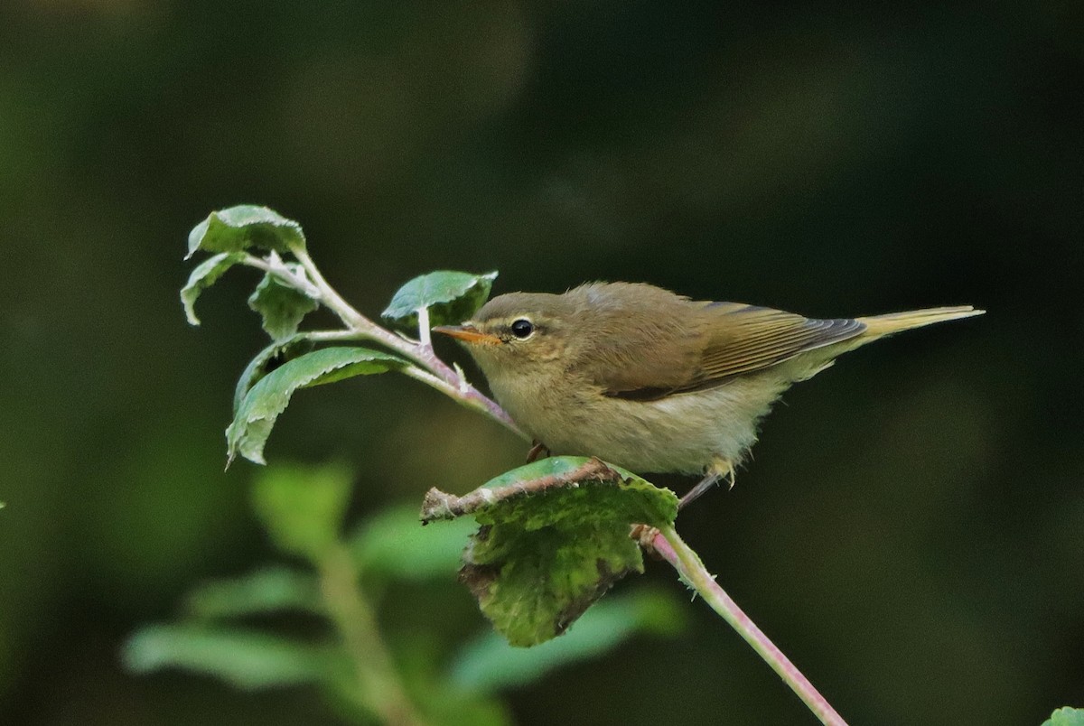 Common Chiffchaff - ML620735404