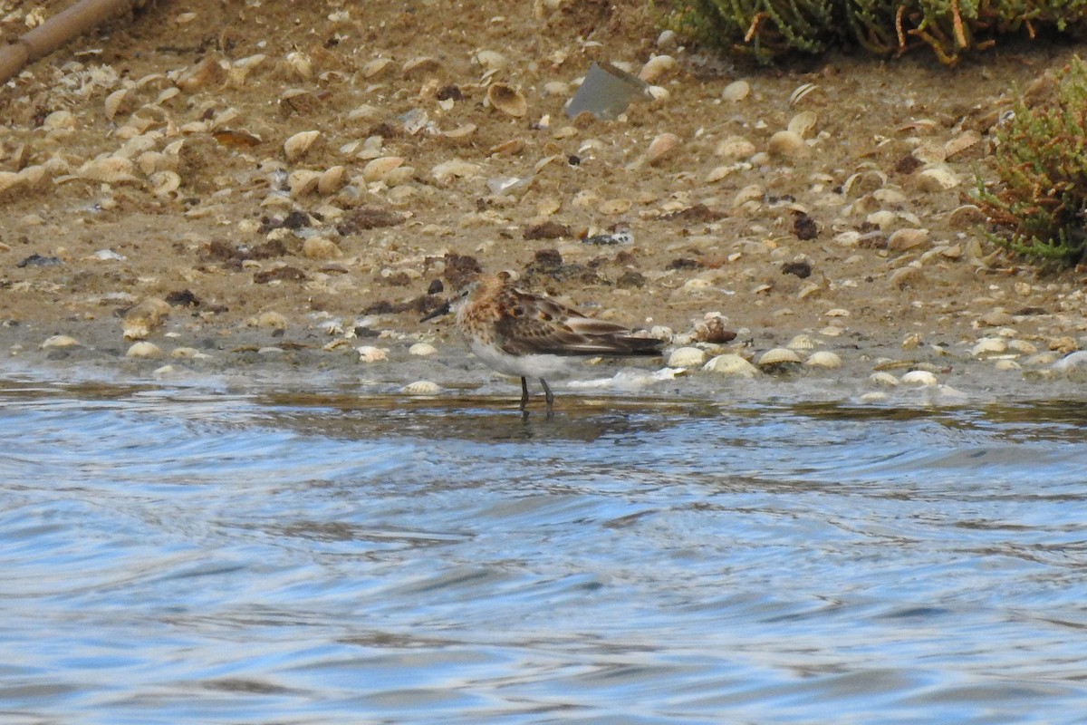 Little Stint - ML620735406