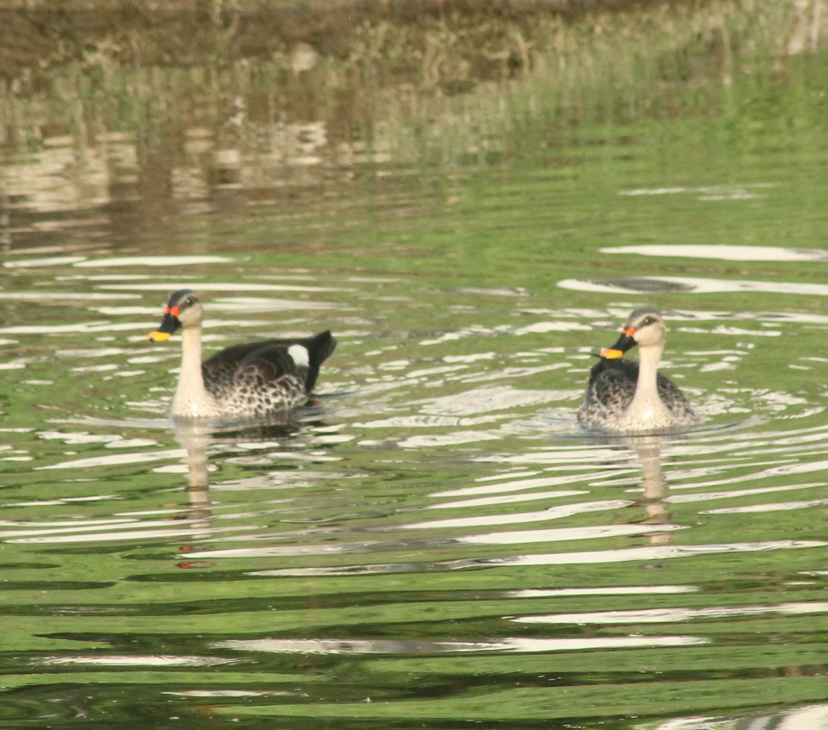 Indian Spot-billed Duck - ML620735407