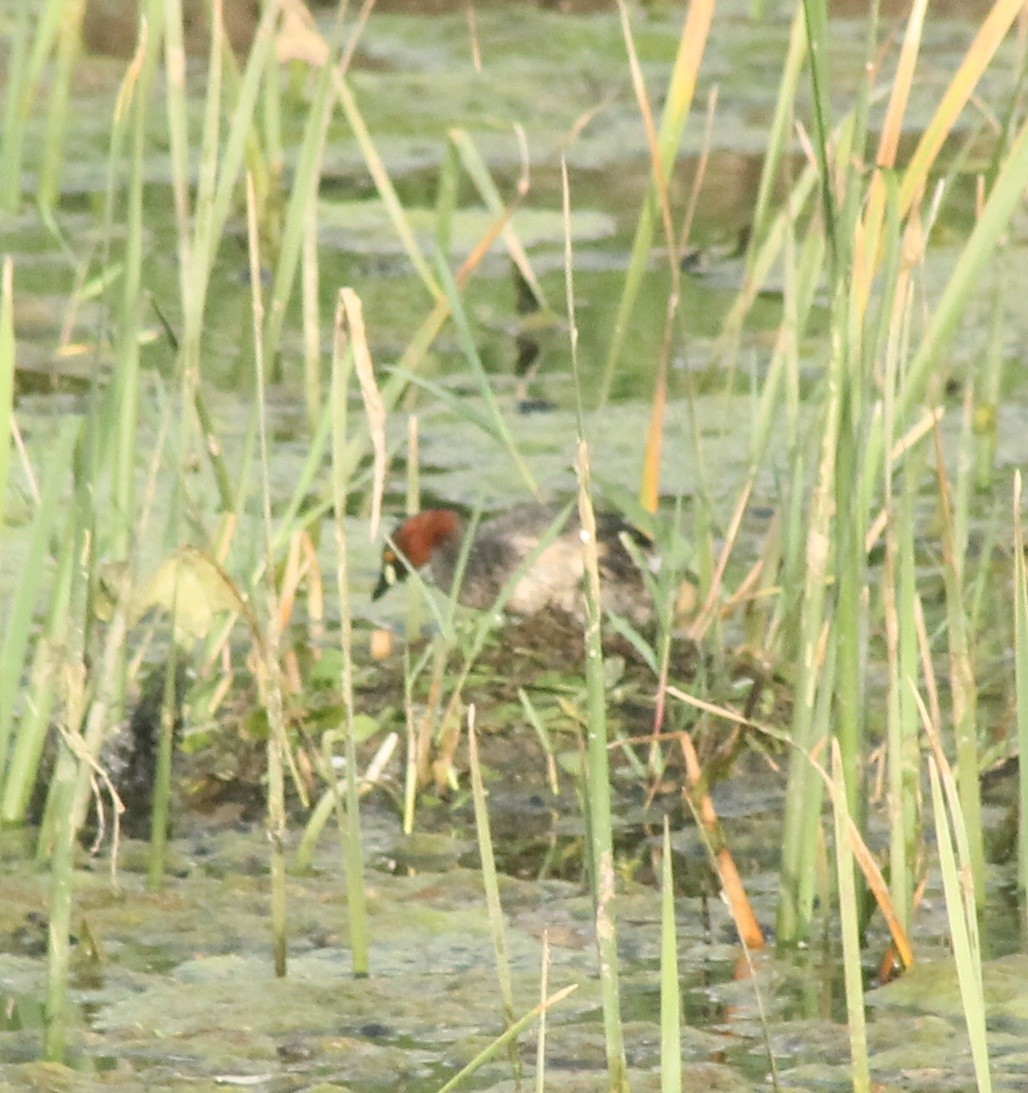 Little Grebe - ML620735408