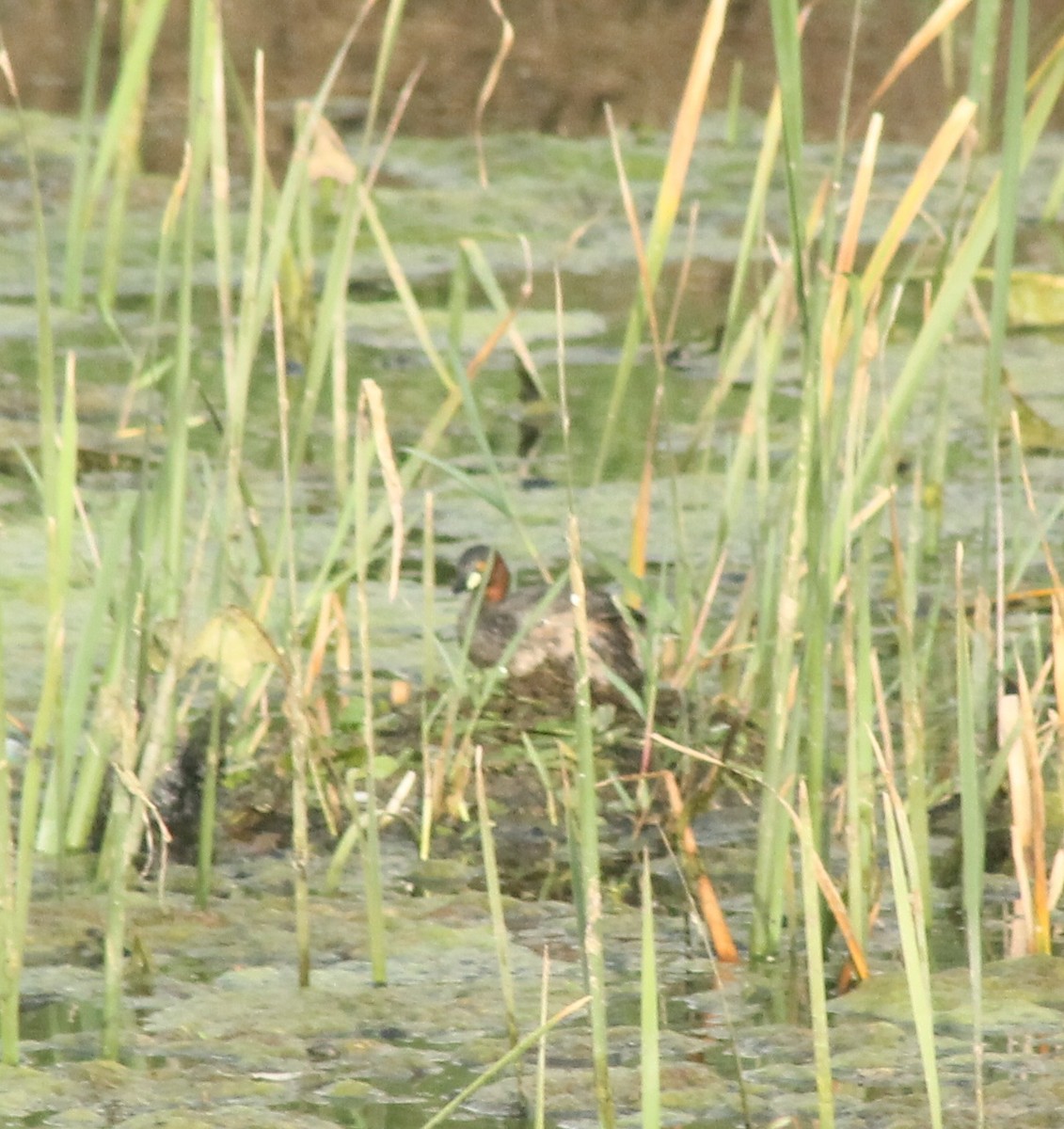 Little Grebe - ML620735409