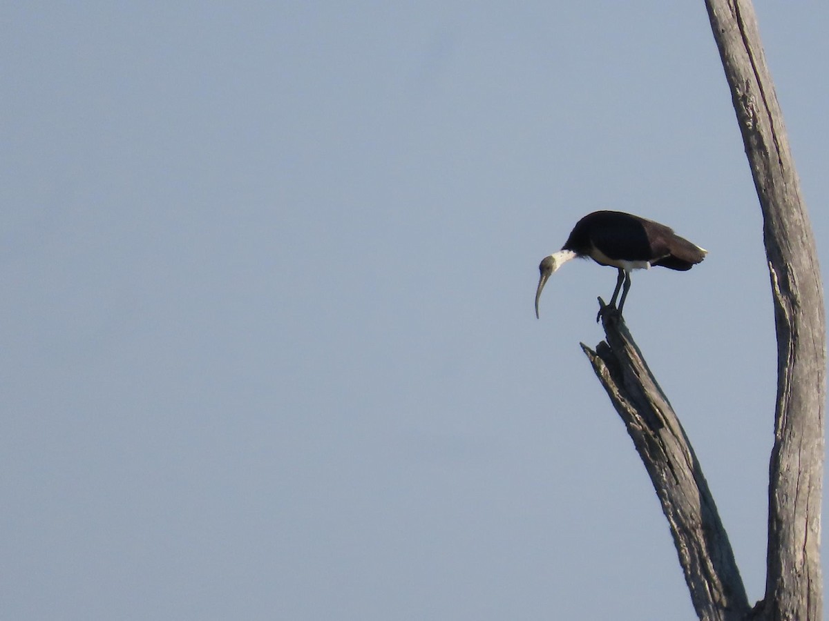 ibis slámokrký - ML620735411