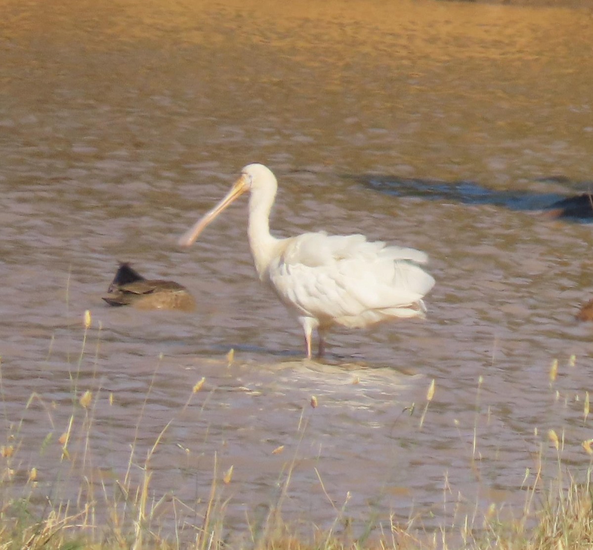 Yellow-billed Spoonbill - Greg Wark