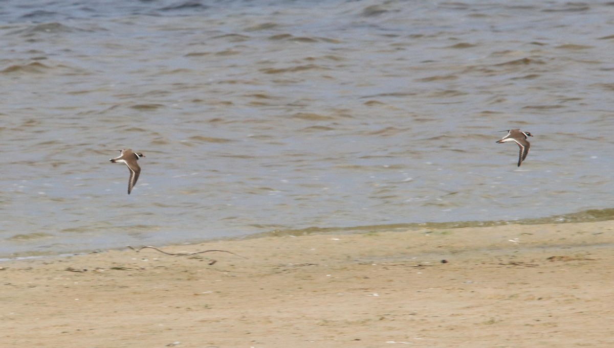 Common Ringed Plover - ML620735415