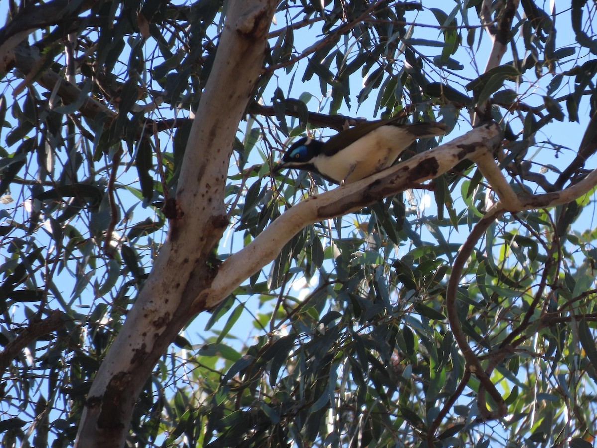 Blue-faced Honeyeater (Blue-faced) - ML620735416