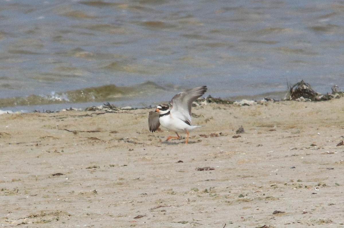 Common Ringed Plover - ML620735417