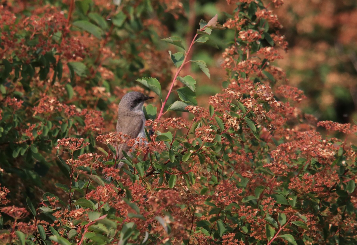 Lesser Whitethroat - ML620735419