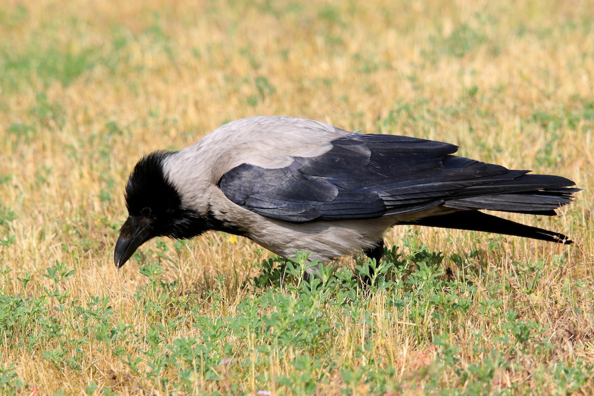 Hooded Crow - ML620735421