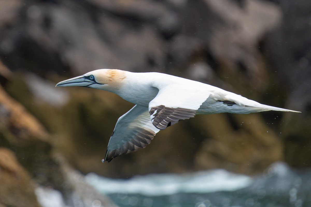 Northern Gannet - ML620735422