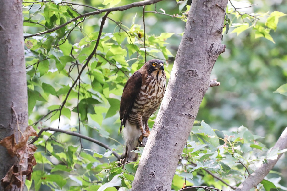 Crested Goshawk - ML620735424