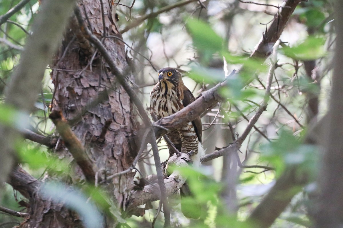 Crested Goshawk - ML620735425