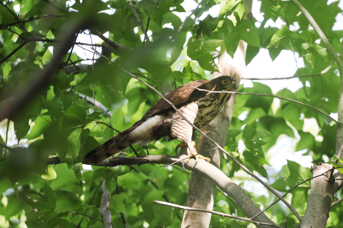 Crested Goshawk - Starlit Chen